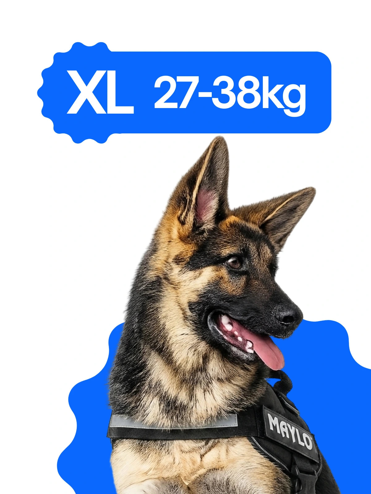Pettorina personalizzata cane taglia XL 27-38 kg BauUniverso per Pastore Tedesco e Golden Retriever