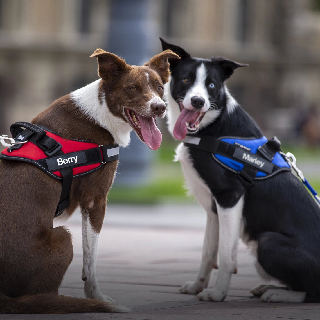 Cani con pettorina BauUniverso che camminano senza tirare in passeggiata rilassata