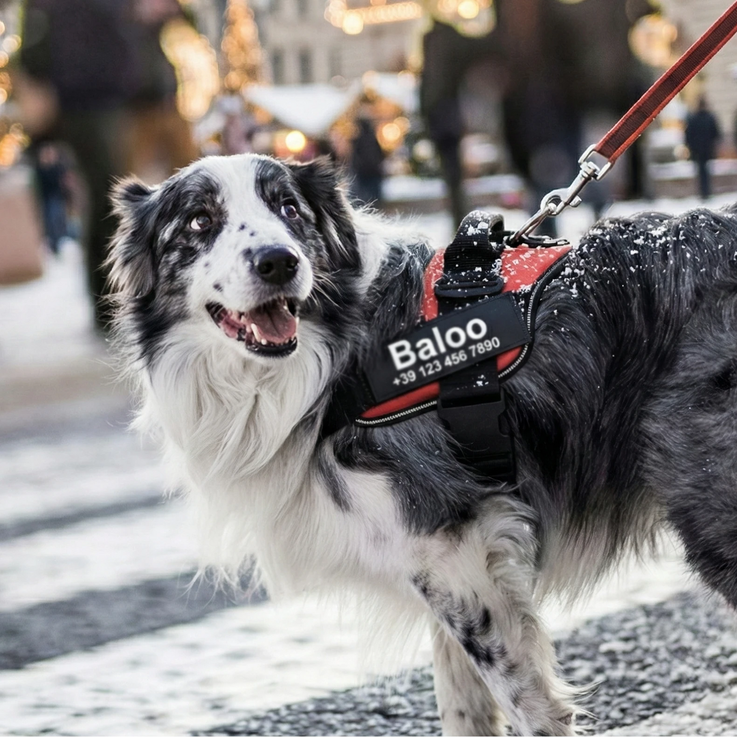Cane al guinzaglio con pettorina personalizzata BauUniverso durante passeggiata urbana