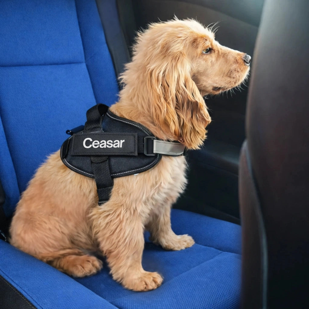 Cane che indossa pettorina personalizzata con nome durante viaggio in auto