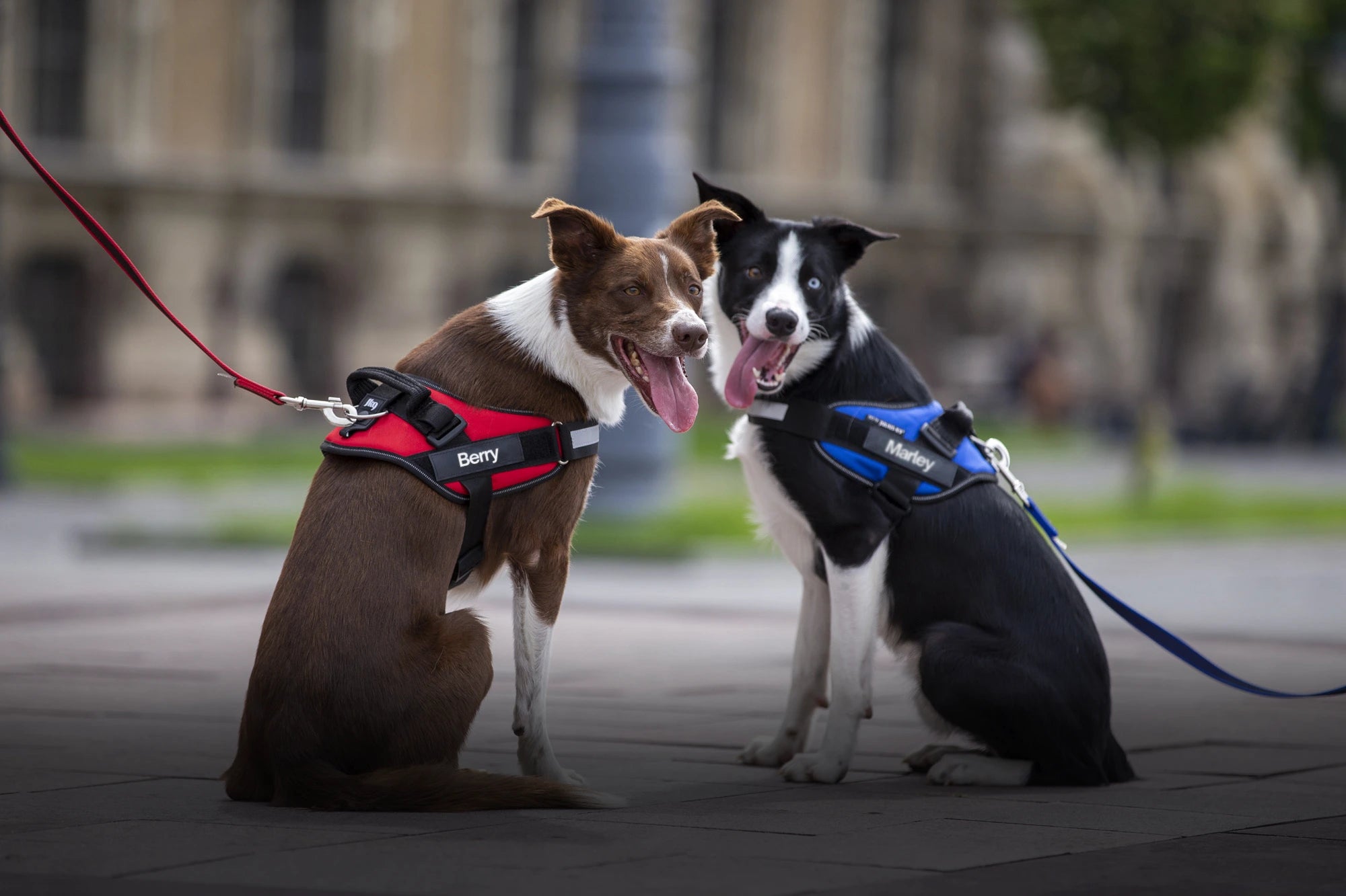 Pettorina cane BauUniverso con protezione trachea, controllo totale e sicurezza in ogni uscita
