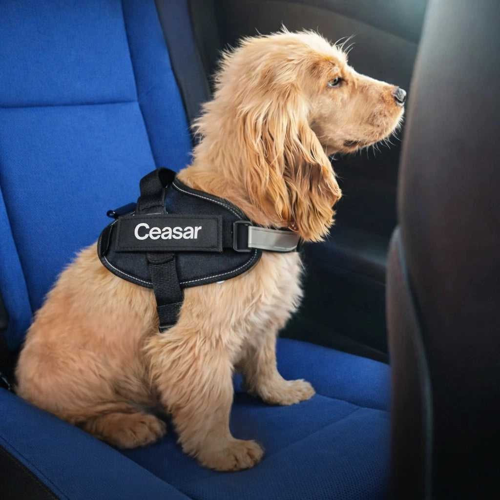 Pettorina cane BauUniverso sicura in auto e durante ogni spostamento quotidiano